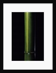Phyllostachys viridis 'Houzeau' (Houzeau bamboo) by Anonymous