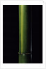 Phyllostachys viridis 'Houzeau' (Houzeau bamboo) by Anonymous