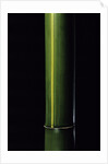Phyllostachys viridis 'Houzeau' (Houzeau bamboo) by Anonymous