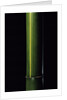 Phyllostachys viridis 'Houzeau' (Houzeau bamboo) by Anonymous