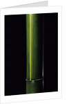 Phyllostachys viridis 'Houzeau' (Houzeau bamboo) by Anonymous