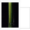 Phyllostachys viridis 'Houzeau' (Houzeau bamboo) by Anonymous
