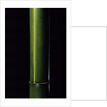 Phyllostachys viridis 'Houzeau' (Houzeau bamboo) by Anonymous