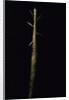 Phyllostachys viridis 'Mitis' (bamboo) - shoot by Anonymous