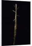 Phyllostachys viridis 'Mitis' (bamboo) - shoot by Anonymous