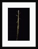 Phyllostachys viridis 'Mitis' (bamboo) - shoot by Anonymous