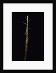 Phyllostachys viridis 'Mitis' (bamboo) - shoot by Anonymous