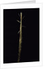 Phyllostachys viridis 'Mitis' (bamboo) - shoot by Anonymous