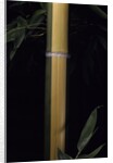 Phyllostachys viridis 'Sulfurea' (bamboo) by Anonymous