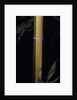 Phyllostachys viridis 'Sulfurea' (bamboo) by Anonymous