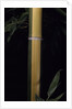 Phyllostachys viridis 'Sulfurea' (bamboo) by Anonymous
