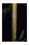 Phyllostachys viridis 'Sulfurea' (bamboo) by Anonymous