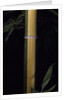 Phyllostachys viridis 'Sulfurea' (bamboo) by Anonymous