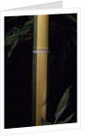 Phyllostachys viridis 'Sulfurea' (bamboo) by Anonymous