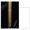 Phyllostachys viridis 'Sulfurea' (bamboo) by Anonymous