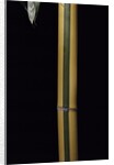 Phyllostachys viridis 'Sulfurea' (bamboo) by Anonymous