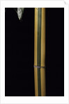 Phyllostachys viridis 'Sulfurea' (bamboo) by Anonymous