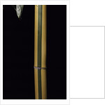 Phyllostachys viridis 'Sulfurea' (bamboo) by Anonymous