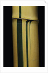 Phyllostachys viridis 'Sulfurea' (bamboo) by Anonymous
