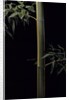 Phyllostachys viridis 'Sulfurea' (bamboo) by Anonymous