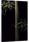 Phyllostachys viridis 'Sulfurea' (bamboo) by Anonymous