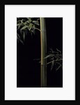 Phyllostachys viridis 'Sulfurea' (bamboo) by Anonymous