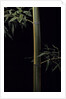Phyllostachys viridis 'Sulfurea' (bamboo) by Anonymous