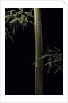 Phyllostachys viridis 'Sulfurea' (bamboo) by Anonymous