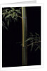 Phyllostachys viridis 'Sulfurea' (bamboo) by Anonymous