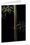 Phyllostachys viridis 'Sulfurea' (bamboo) by Anonymous