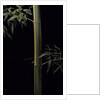 Phyllostachys viridis 'Sulfurea' (bamboo) by Anonymous