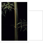 Phyllostachys viridis 'Sulfurea' (bamboo) by Anonymous