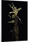 Phyllostachys vivax (running giant bamboo) - shoot by Anonymous