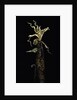 Phyllostachys vivax (running giant bamboo) - shoot by Anonymous