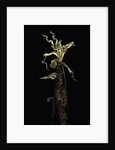 Phyllostachys vivax (running giant bamboo) - shoot by Anonymous
