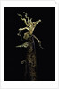 Phyllostachys vivax (running giant bamboo) - shoot by Anonymous