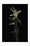 Phyllostachys vivax (running giant bamboo) - shoot by Anonymous