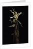 Phyllostachys vivax (running giant bamboo) - shoot by Anonymous