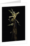 Phyllostachys vivax (running giant bamboo) - shoot by Anonymous