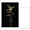 Phyllostachys vivax (running giant bamboo) - shoot by Anonymous