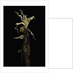 Phyllostachys vivax (running giant bamboo) - shoot by Anonymous