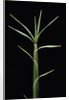 Pleioblastus chino (shino bamboo) - shoot by Anonymous