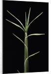 Pleioblastus chino (shino bamboo) - shoot by Anonymous