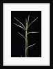 Pleioblastus chino (shino bamboo) - shoot by Anonymous