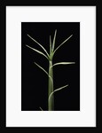 Pleioblastus chino (shino bamboo) - shoot by Anonymous