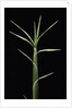 Pleioblastus chino (shino bamboo) - shoot by Anonymous