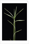 Pleioblastus chino (shino bamboo) - shoot by Anonymous