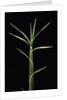 Pleioblastus chino (shino bamboo) - shoot by Anonymous