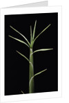 Pleioblastus chino (shino bamboo) - shoot by Anonymous