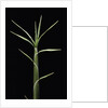 Pleioblastus chino (shino bamboo) - shoot by Anonymous
